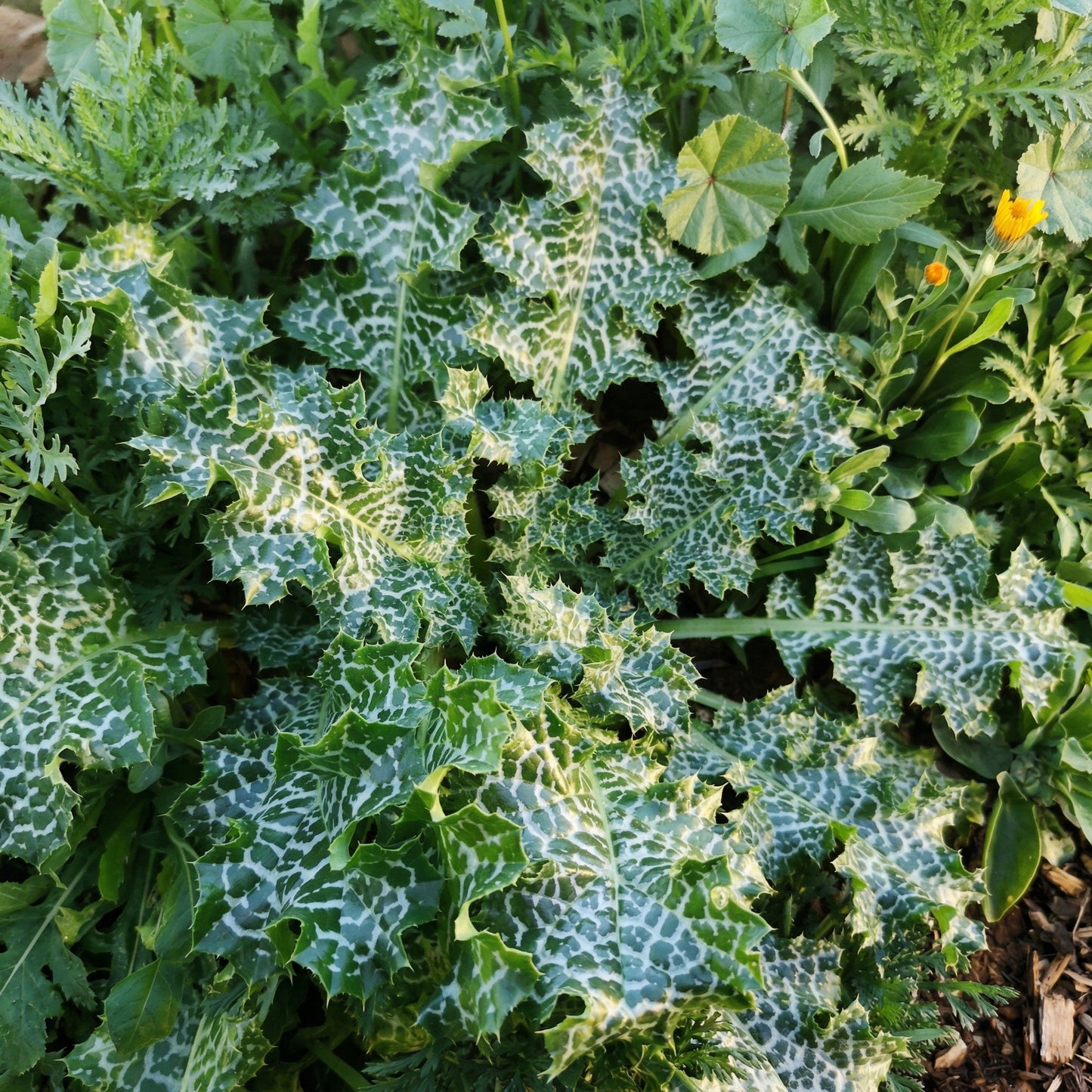 Milk Thistle Seeds Silybum marianum – Ornamental Herbal Garden Seeds