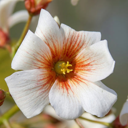 Aleurites Fordii Seeds – Tropical Ornamental Tree Seeds for Warm Gardens