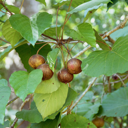 Aleurites Fordii Seeds – Tropical Ornamental Tree Seeds for Warm Gardens