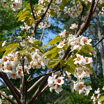 Aleurites Fordii Seeds – Tropical Ornamental Tree Seeds for Warm Gardens