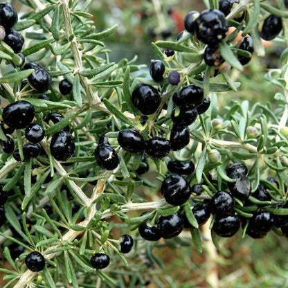 Black Goji Berry Seeds – Rare Tibetan Pangma Black Wolfberry Heirloom Seeds