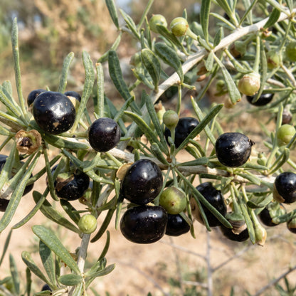 Black Goji Berry Seeds – Rare Tibetan Pangma Black Wolfberry Heirloom Seeds