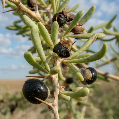 Black Goji Berry Seeds – Rare Tibetan Pangma Black Wolfberry Heirloom Seeds