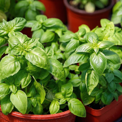 Italian Large Leaf Basil Seeds Sweet Basil Herb Seeds Ocimum basilicum