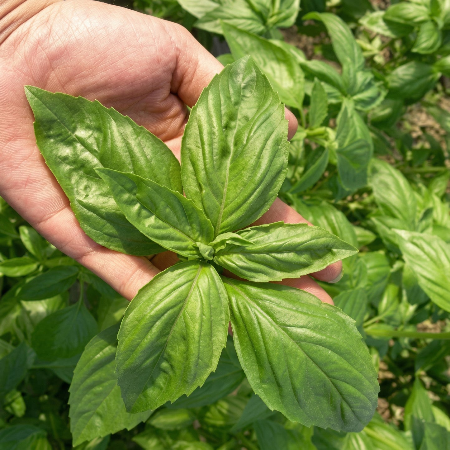 Italian Large Leaf Basil Seeds Sweet Basil Herb Seeds Ocimum basilicum