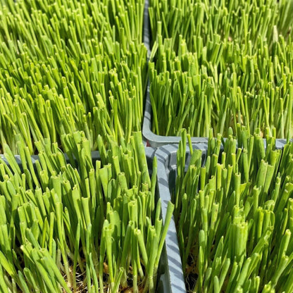 Cat Grass Seeds Mix – Oat & Barley Heirloom Kitty Grass Seeds for Indoor Cats
