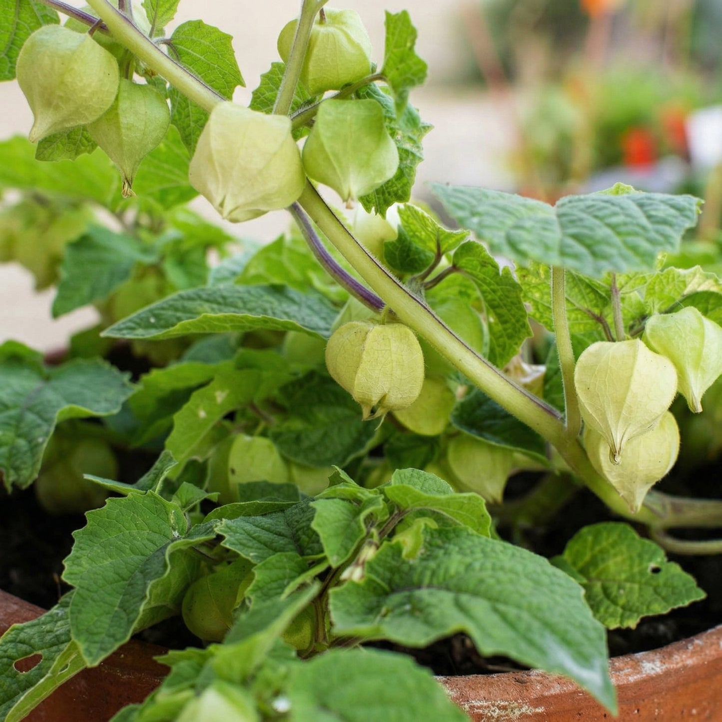 Cape Gooseberry Seeds – Heirloom Ground Cherry Fruit Seeds