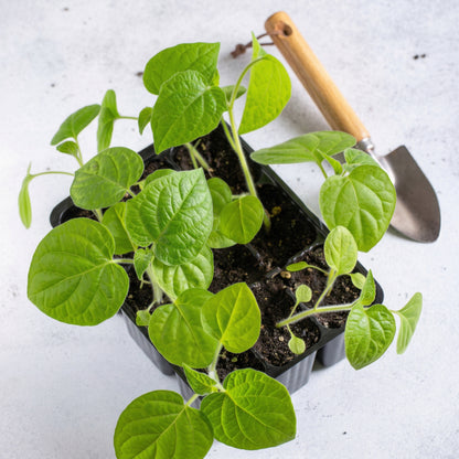 Cape Gooseberry Seeds – Heirloom Ground Cherry Fruit Seeds
