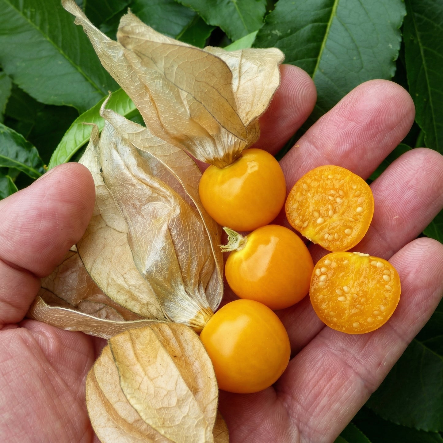 Cape Gooseberry Seeds – Heirloom Ground Cherry Fruit Seeds