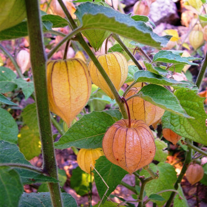 Cape Gooseberry Seeds – Heirloom Ground Cherry Fruit Seeds