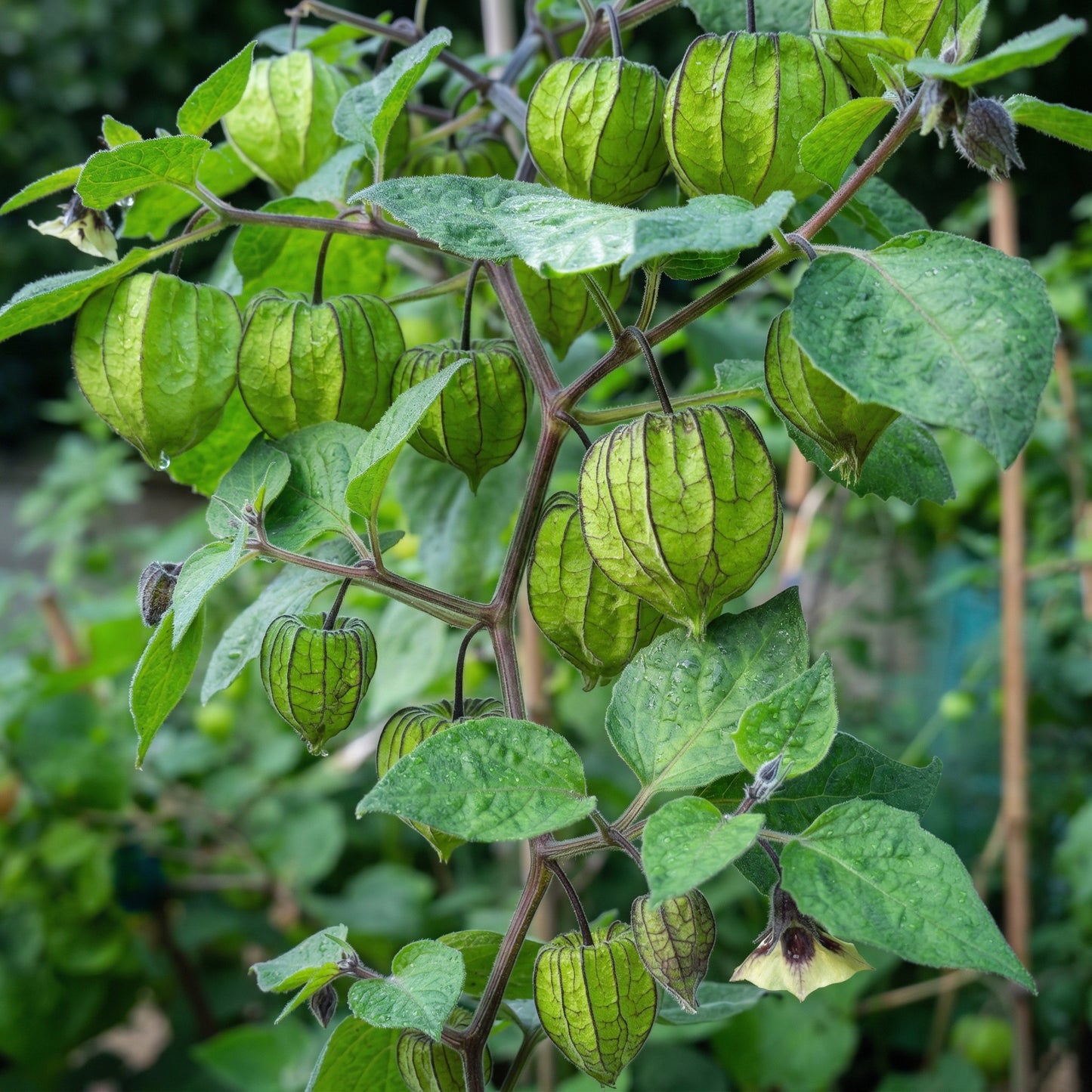 Cape Gooseberry Seeds – Heirloom Ground Cherry Fruit Seeds