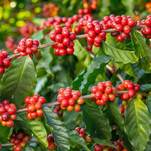 Coffea Arabica Seeds for Planting – Coffee Bean Heirloom Tree Seeds