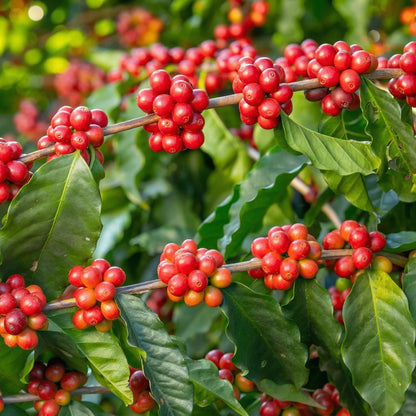 Coffea Arabica Seeds for Planting – Coffee Bean Heirloom Tree Seeds