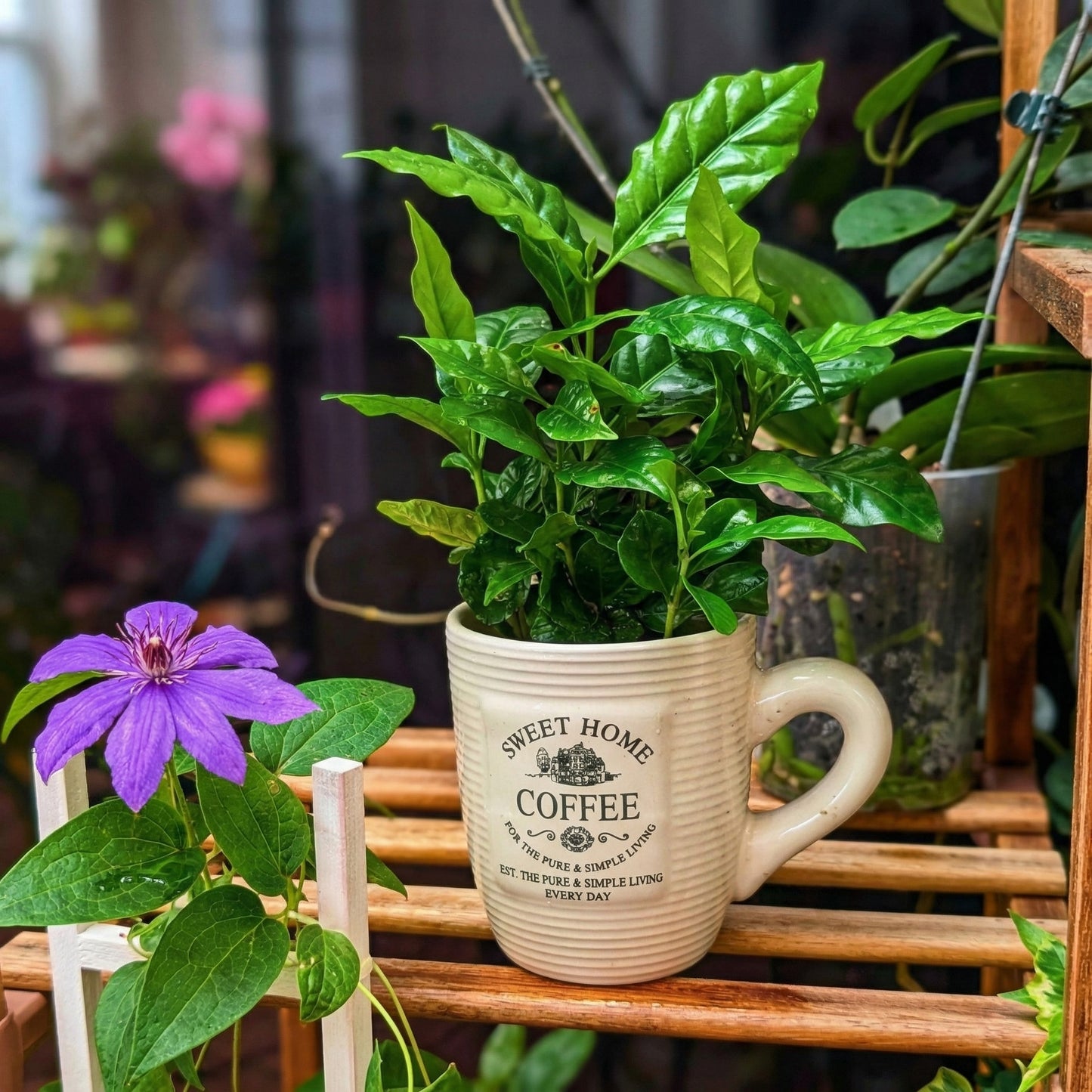 Coffea Arabica Seeds for Planting – Coffee Bean Heirloom Tree Seeds