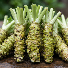 Wasabi Root Seeds Wasabia japonica – Heirloom Japanese Horseradish Seeds