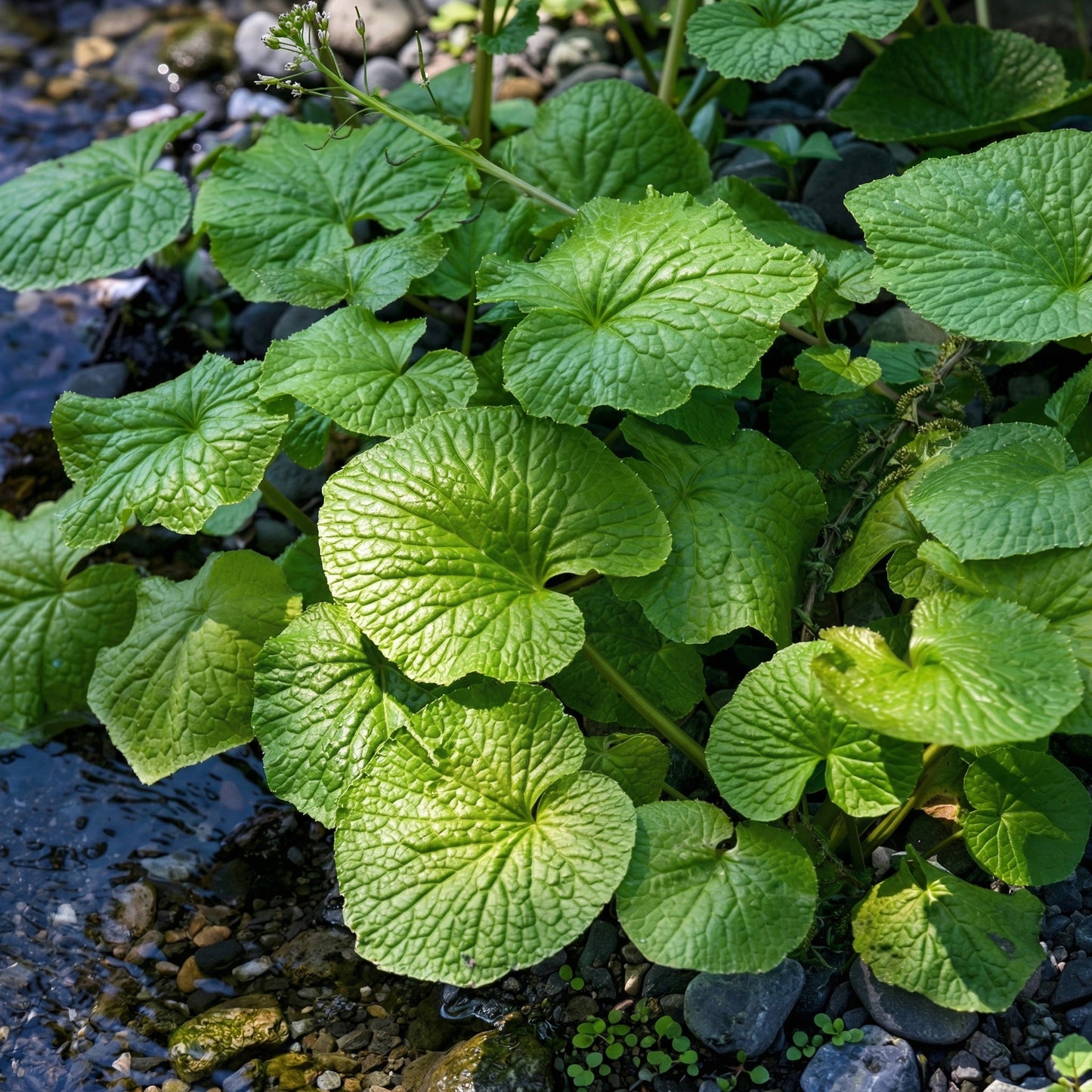 Wasabi Root Seeds Wasabia japonica – Heirloom Japanese Horseradish Seeds