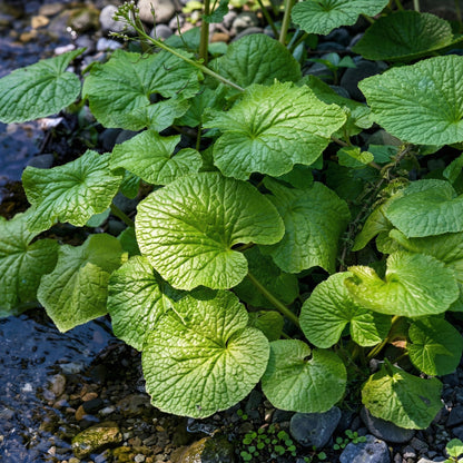 Wasabi Root Seeds Wasabia japonica – Heirloom Japanese Horseradish Seeds
