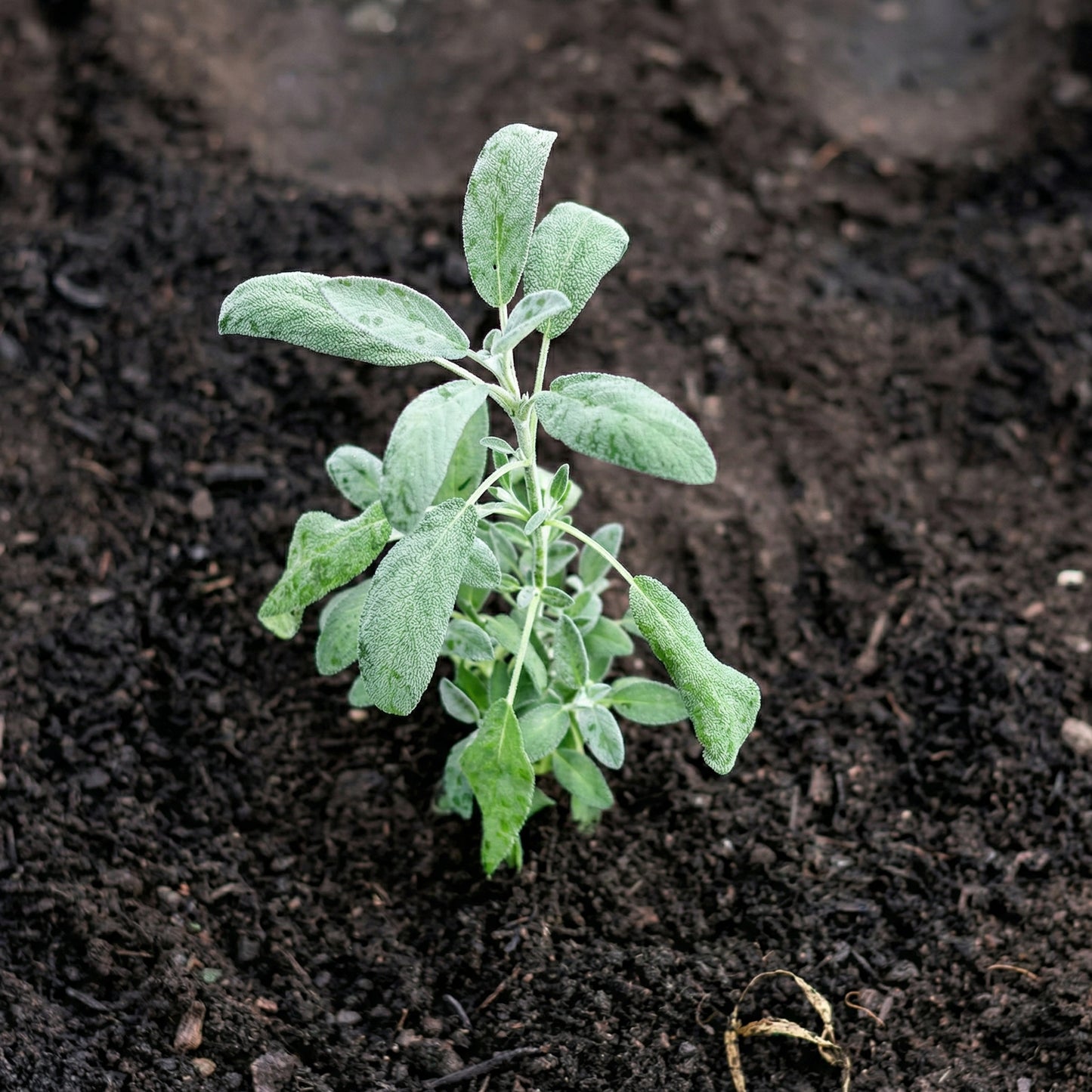 Sage Seeds for Planting – Heirloom Culinary Herb Seeds for Gardens