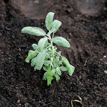 Sage Seeds for Planting – Heirloom Culinary Herb Seeds for Gardens