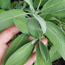 Sage Seeds for Planting – Heirloom Culinary Herb Seeds for Gardens