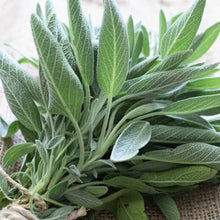 Sage Seeds for Planting – Heirloom Culinary Herb Seeds for Gardens