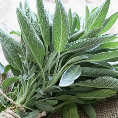 Sage Seeds for Planting – Heirloom Culinary Herb Seeds for Gardens