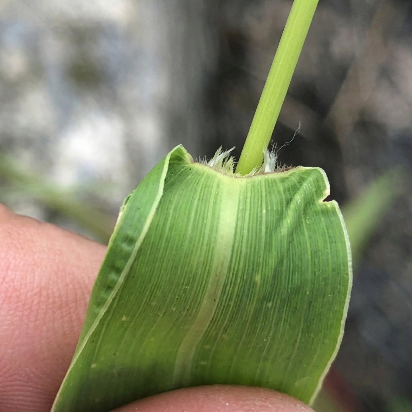 Setaria Viridis Seeds – Green Foxtail Ornamental Decorative Grass Seeds