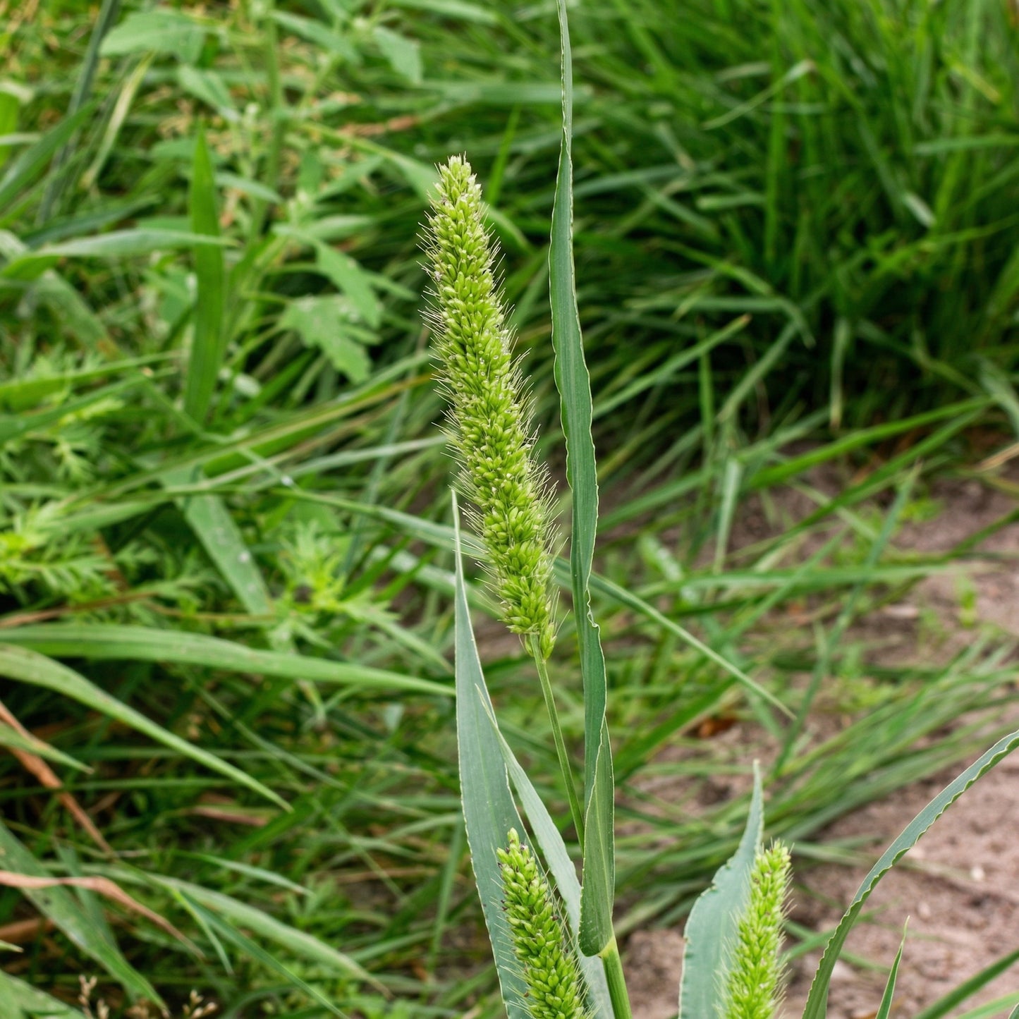 Setaria Viridis Seeds – Green Foxtail Ornamental Decorative Grass Seeds