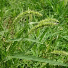 Setaria Viridis Seeds – Green Foxtail Ornamental Decorative Grass Seeds