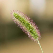 Setaria Viridis Seeds – Green Foxtail Ornamental Decorative Grass Seeds