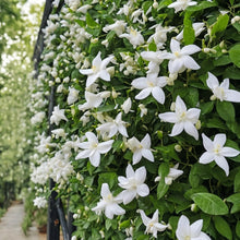 Jasmine Seeds for Planting – Fragrant Flower Seeds for Home Garden