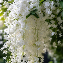 Jasmine Seeds for Planting – Fragrant Flower Seeds for Home Garden