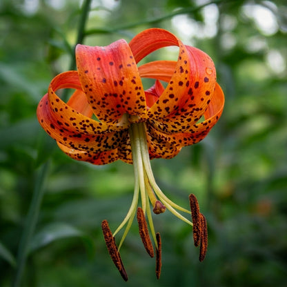 Western Hybrid Lily Seeds – Tiger Leopard Lemon Alpine Mixed Color Lilium Seeds