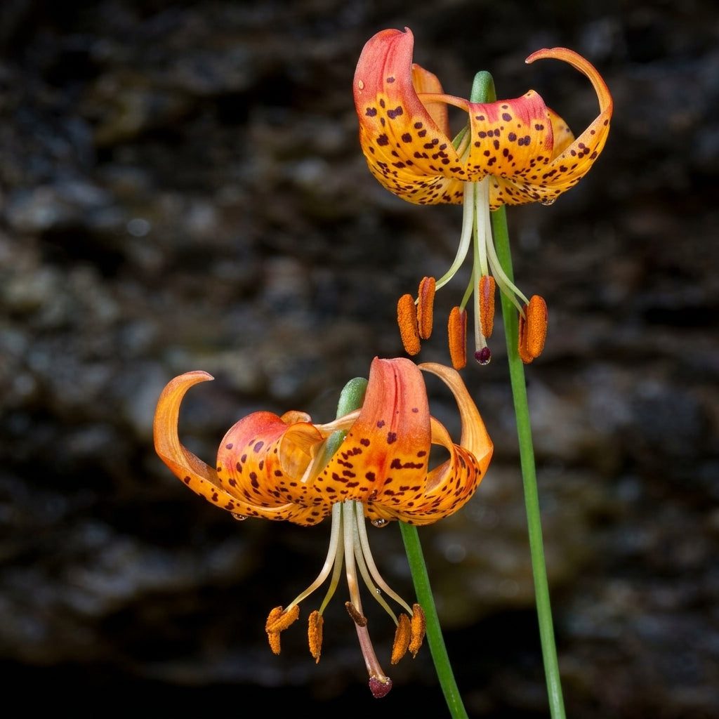 Western Hybrid Lily Seeds – Tiger Leopard Lemon Alpine Mixed Color Lilium Seeds
