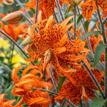 Western Hybrid Lily Seeds – Tiger Leopard Lemon Alpine Mixed Color Lilium Seeds