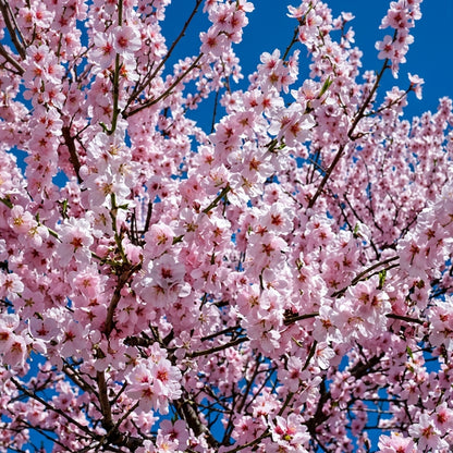 Japanese Cherry Blossom Tree Seeds Prunus serrulata – Heirloom Sakura Ornamental Seeds