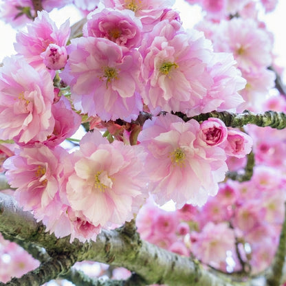 Japanese Cherry Blossom Tree Seeds Prunus serrulata – Heirloom Sakura Ornamental Seeds