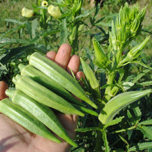 Clemson Spineless Okra Seeds – Heirloom Vegetable Seeds for Home Gardens