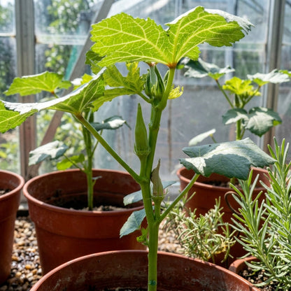 Clemson Spineless Okra Seeds – Heirloom Vegetable Seeds for Home Gardens