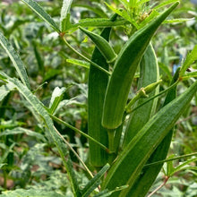 Clemson Spineless Okra Seeds – Heirloom Vegetable Seeds for Home Gardens