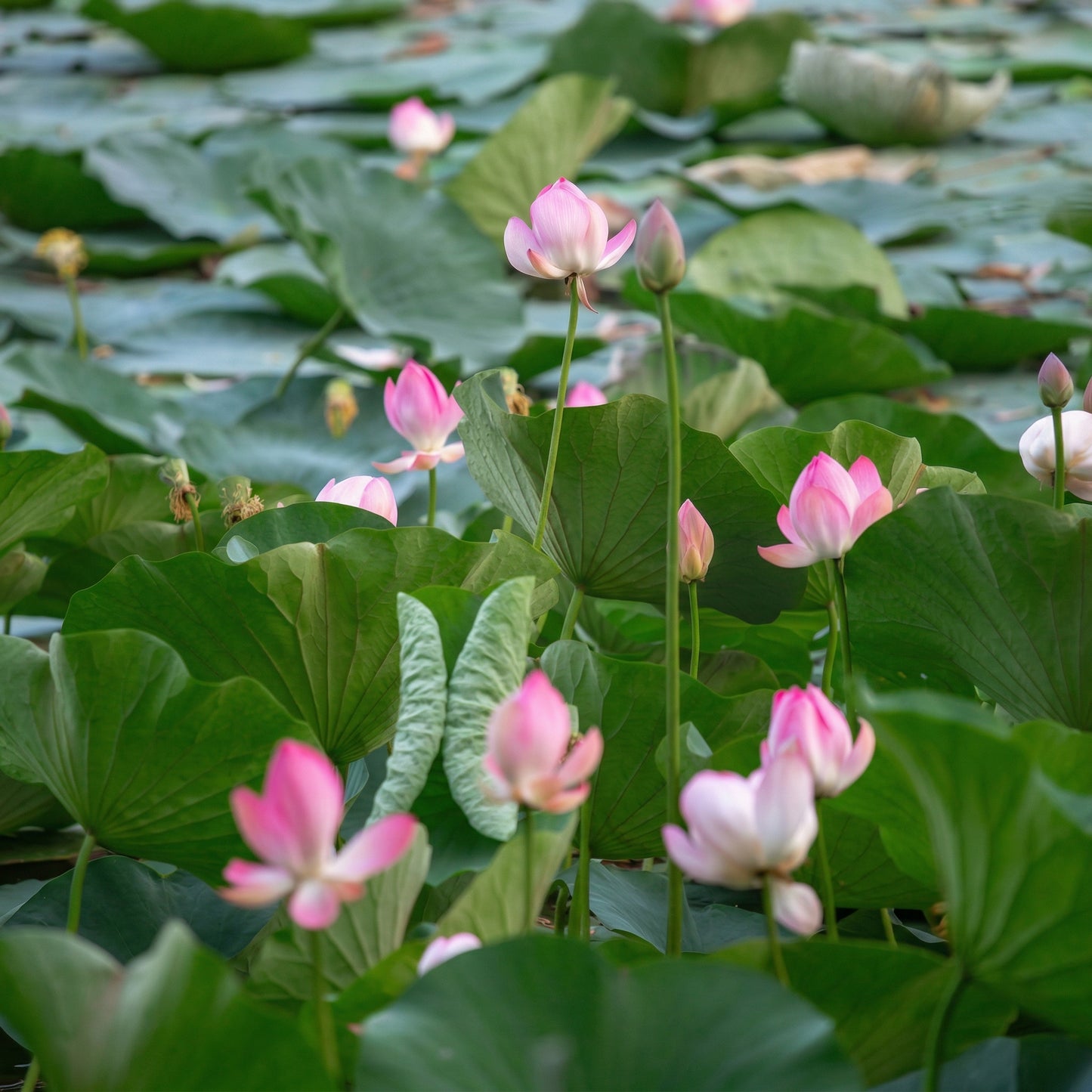 Lotus Seeds for Planting – Pink Red & Green Water Lotus Seeds