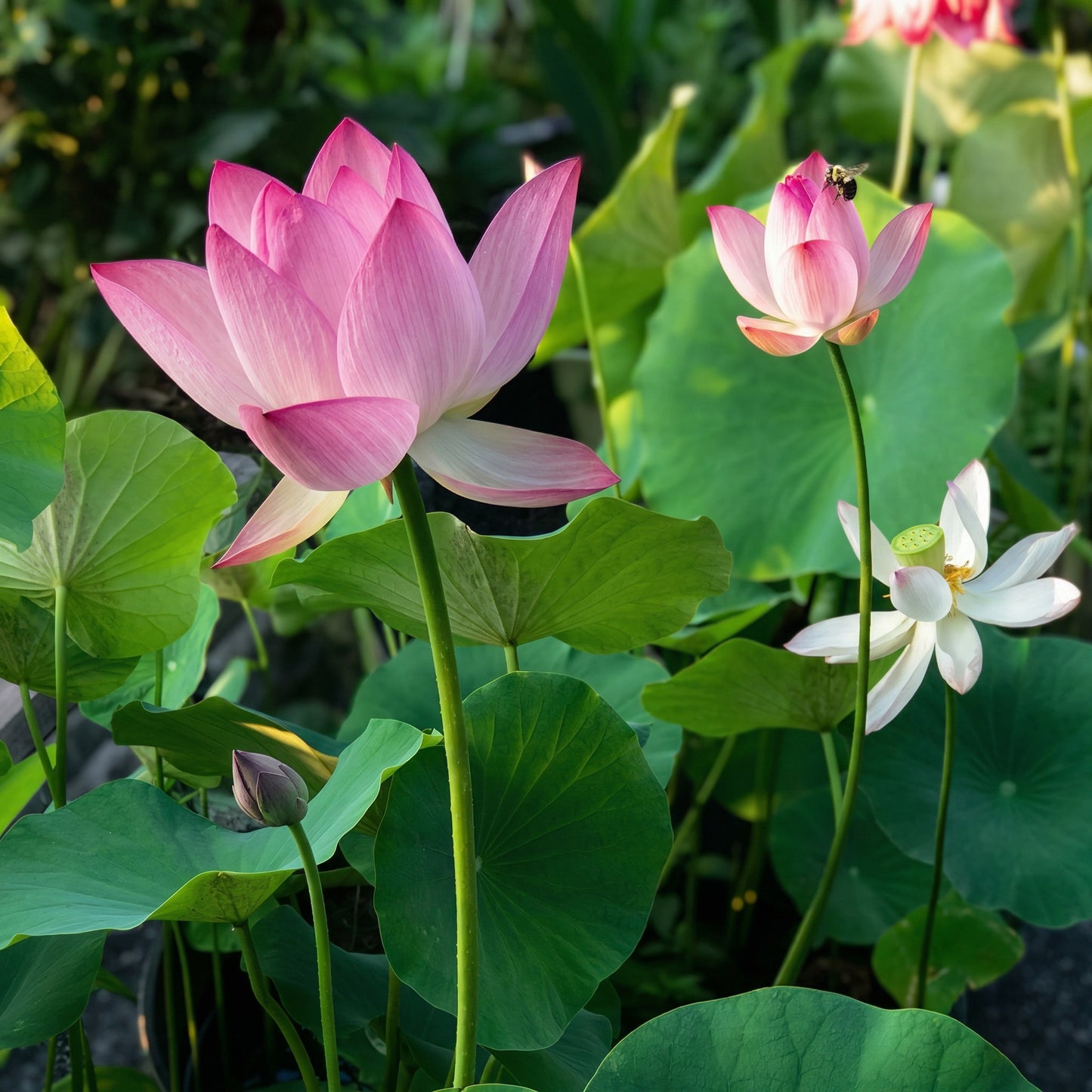 Lotus Seeds for Planting – Pink Red & Green Water Lotus Seeds