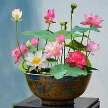 Lotus Seeds for Planting – Pink Red & Green Water Lotus Seeds