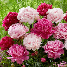 Exotic Double Peony Seeds – Heirloom Peony Seeds with Ruffled Blooms