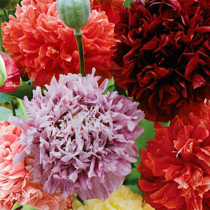 Exotic Double Peony Seeds – Heirloom Peony Seeds with Ruffled Blooms