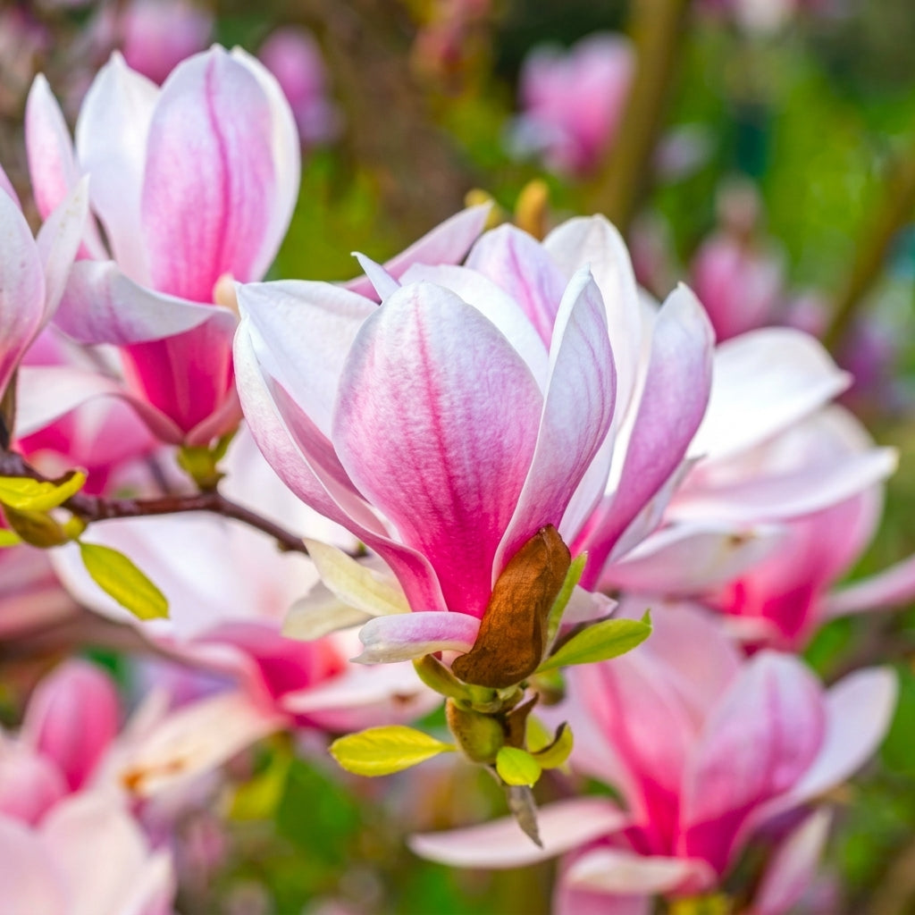 Magnolia Flower Seeds for Planting – Perennial Ornamental Fragrant Tree Seeds