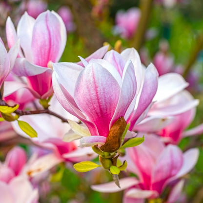 Magnolia Flower Seeds for Planting – Perennial Ornamental Fragrant Tree Seeds