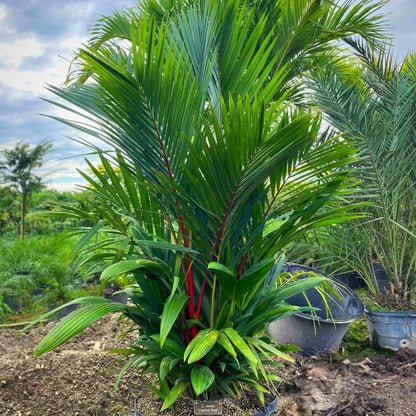 Red Sealing Wax Palm Tree Seeds Cyrtostachys renda – Exotic Tropical Plant Seeds