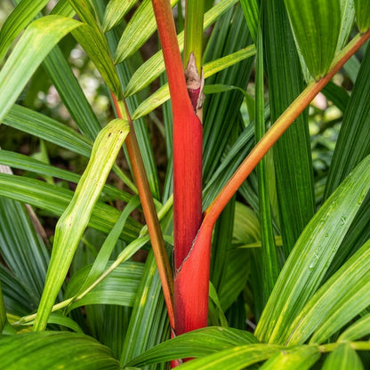 Red Sealing Wax Palm Tree Seeds Cyrtostachys renda – Exotic Tropical Plant Seeds