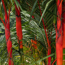 Red Sealing Wax Palm Tree Seeds Cyrtostachys renda – Exotic Tropical Plant Seeds